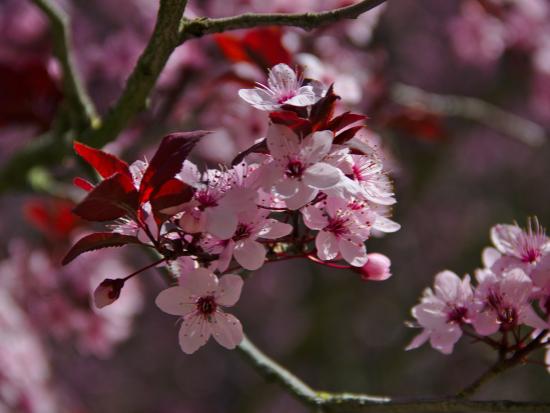 Japanse Kersenbloesem extract