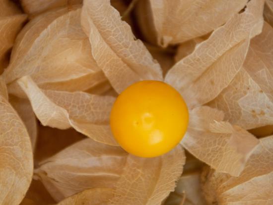 Physalis-Angulataextract