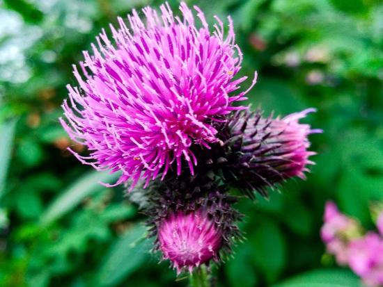 Arctium Lappa Wortelextract