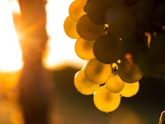 Druivenpitolie (Vitis Vinifera)