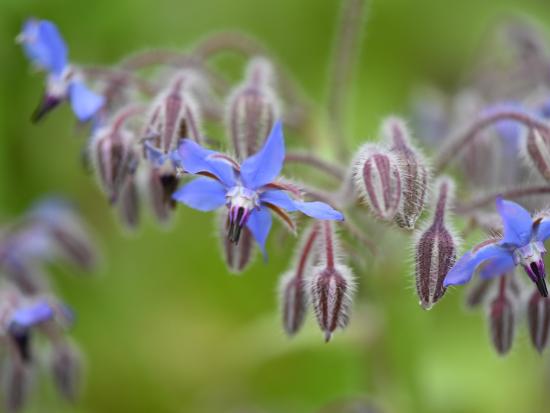 Borage-olie 