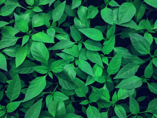 Saccharide Isomerate