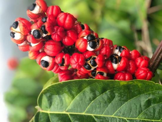 Guarana zaad extract