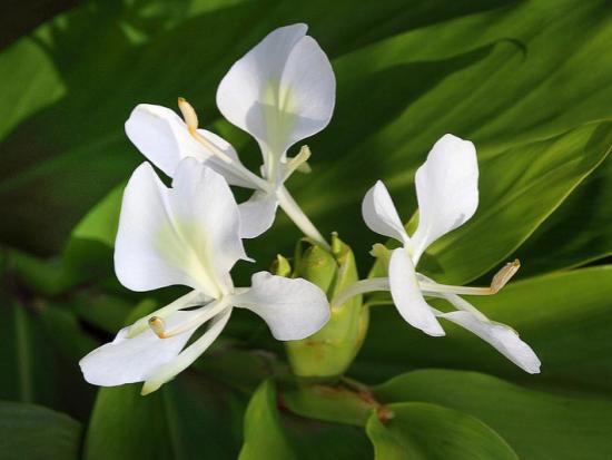 Extrait de racine d'Hedychium Coronarium