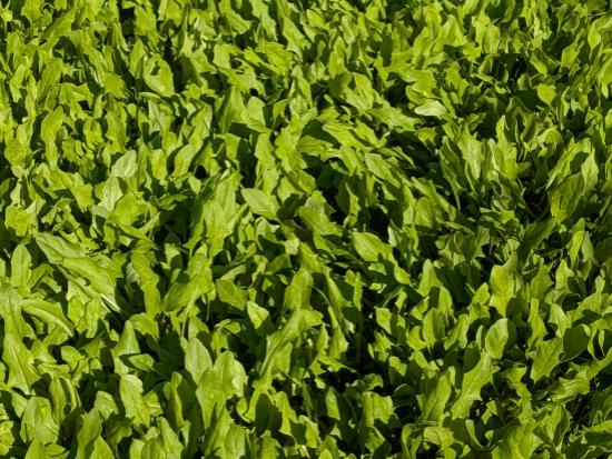 Droog extract van rucola